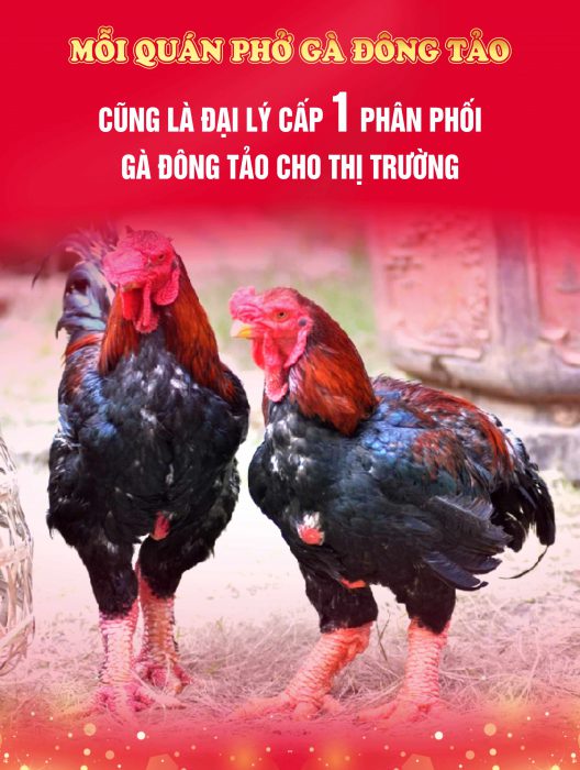 Phở gà Đông Tảo | Đặc sản Quốc Gia